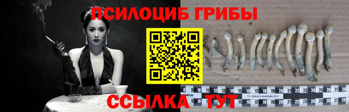Псилоцибиновые грибы Cubensis Междуреченск